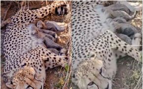 Union Environment Minister Bhupender Yadav announced the birth of five cheetah cubs